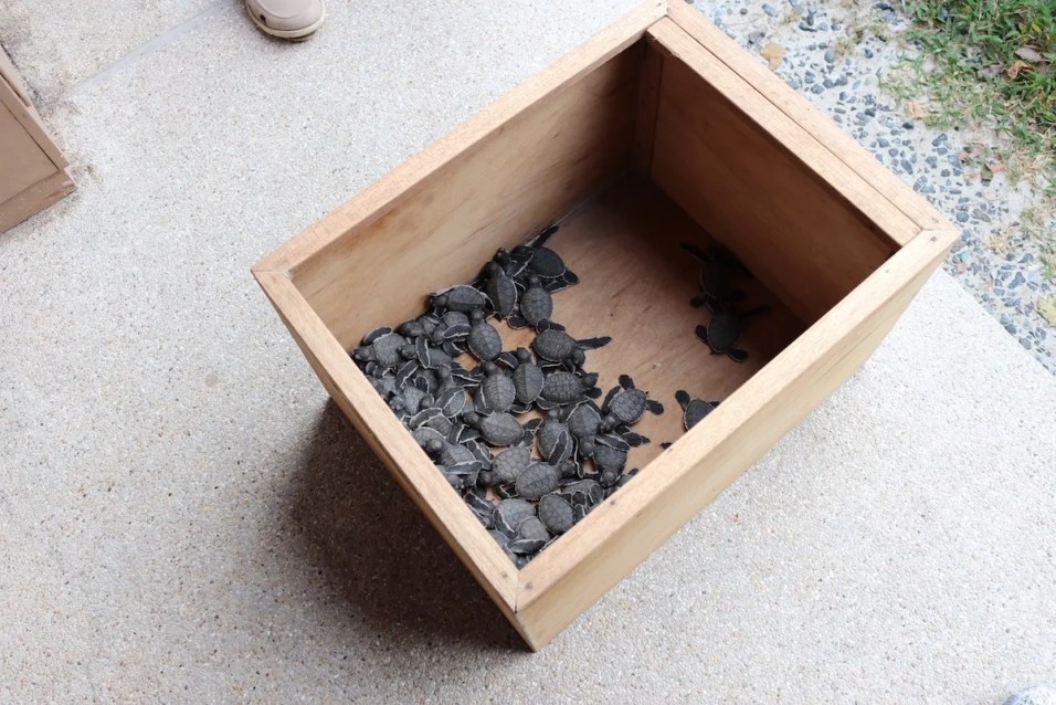 Baby sea turtles to be released