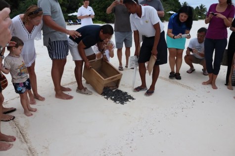 Releasing baby sea turtles