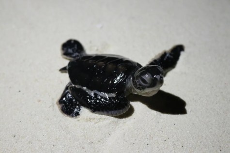Baby sea turtle