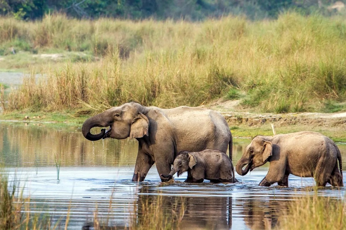 Chitwan National Park, Nepal